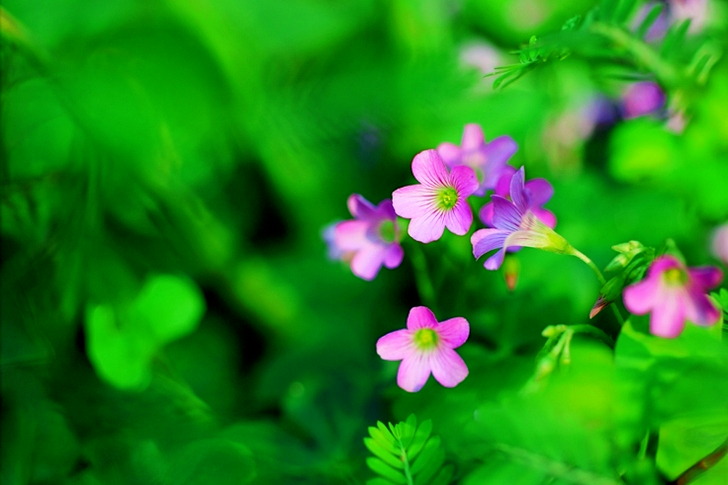 Shallow Focus Pink Petaled Flowers
