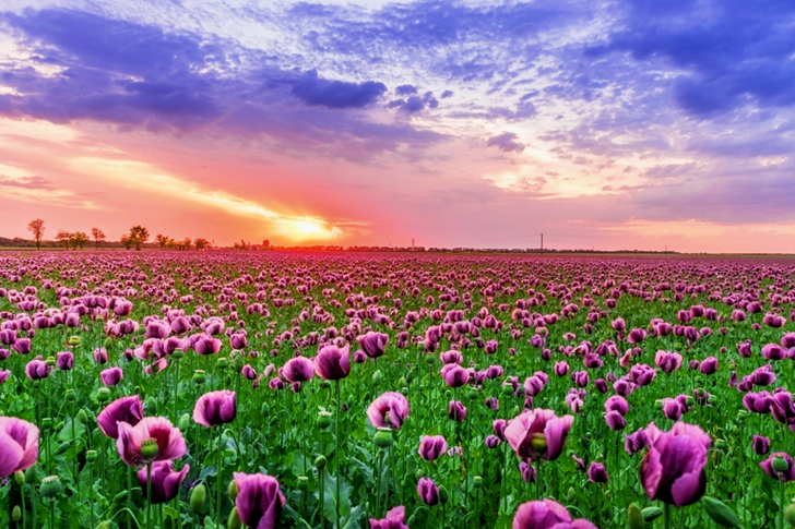 Purple Petaled Flower Field