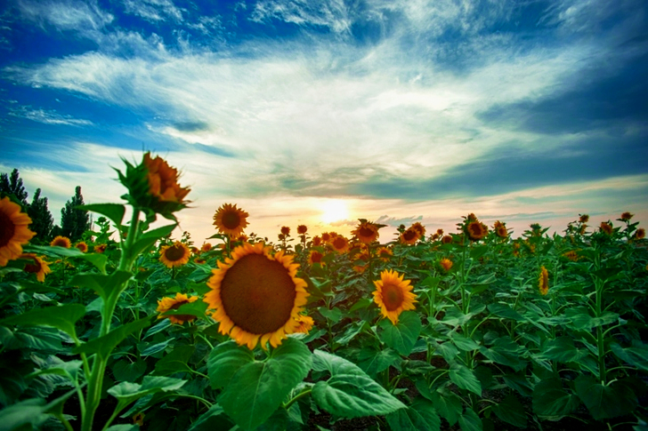 Sunflower Field Under Blue Sky