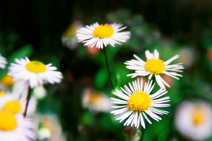 Daisies