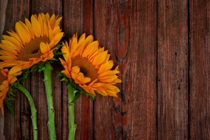 Three Sunflowers On Table
