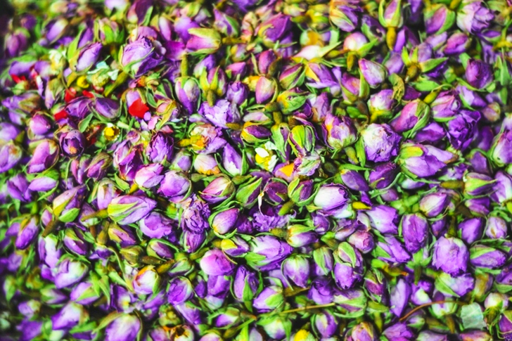 Fleurs aux pétales violets