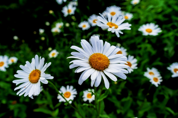 of White Daisy Flower