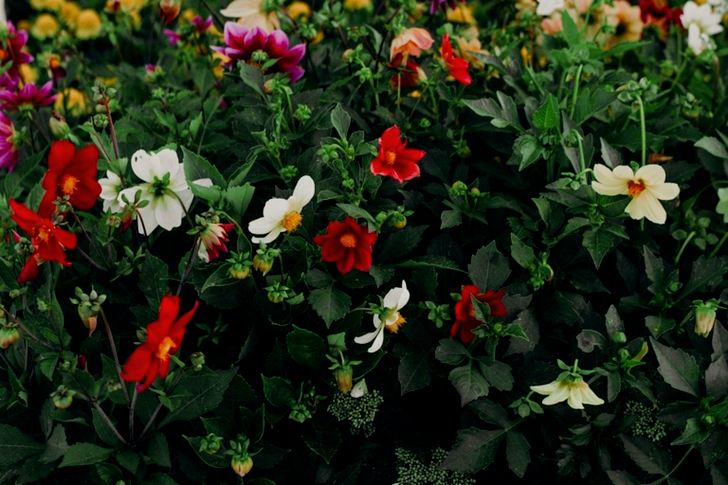 Red, White, and Purple Flowers