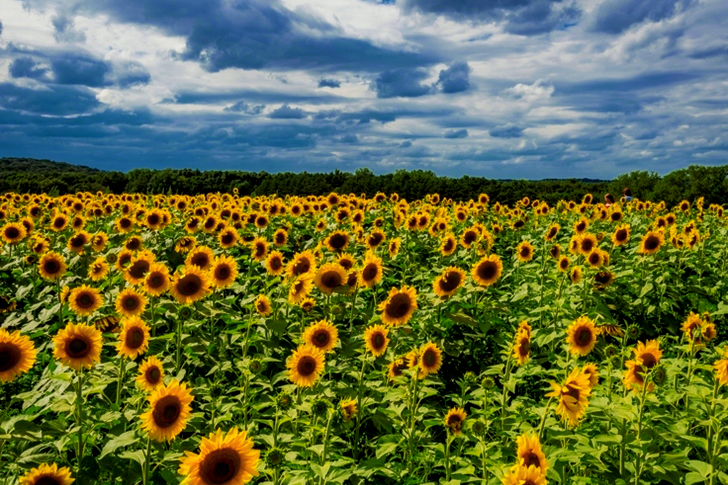Sunflower Field