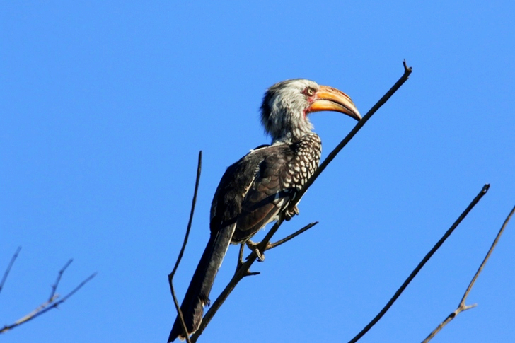 Zwarte vogel in boomtak