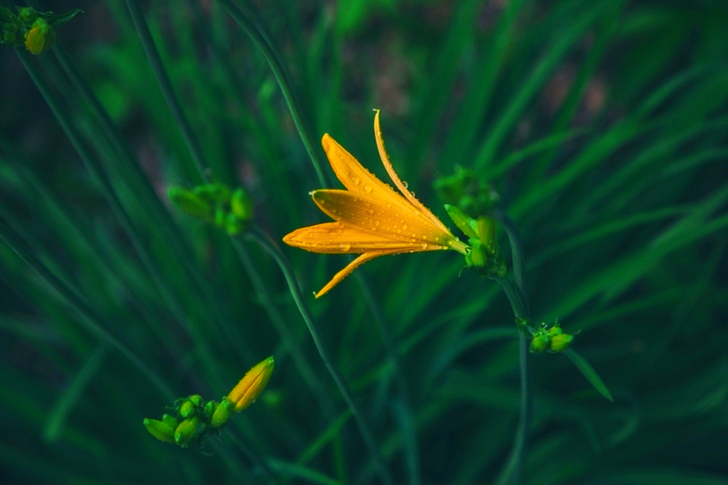 Yellow Petaled Flower
