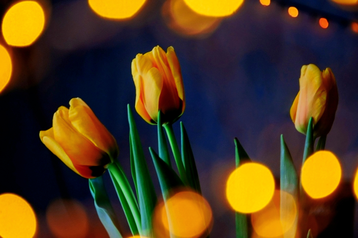 Macro of Yellow Flowers