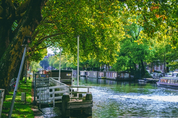 Green Tree Beside River