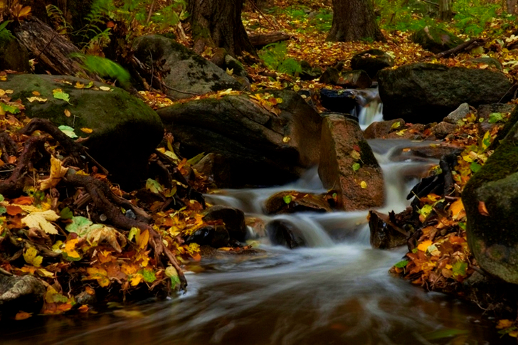 Brown and Green Leaves Beside River