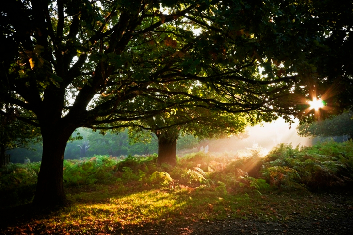 Two Green Leafed Trees Surrounded by Green Grass