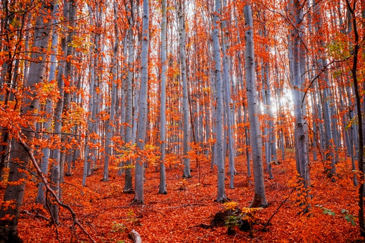 Trees in Autumn Forest