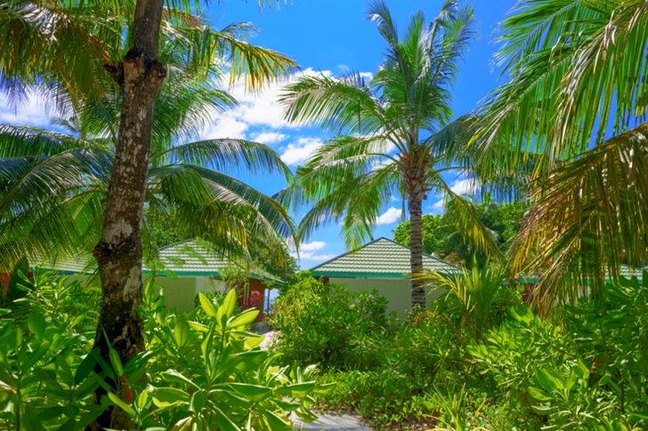 Palm Trees Near Houses