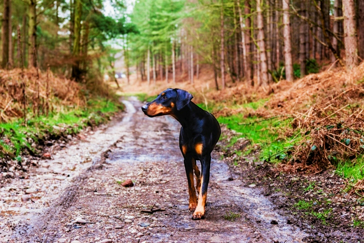 Short-coated Black and Brown Dog