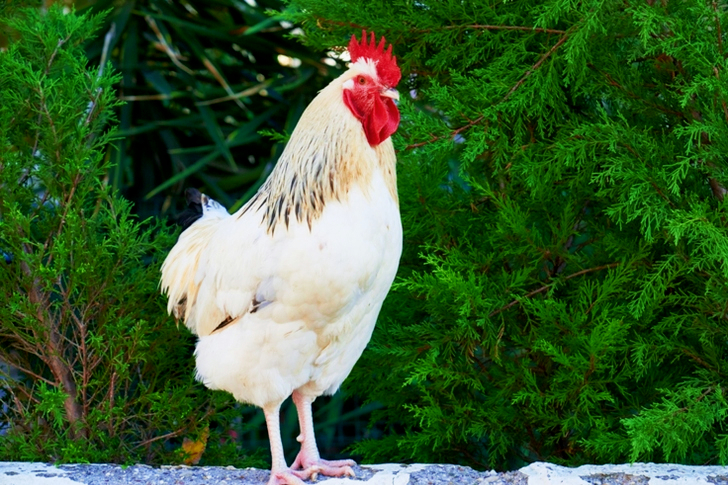 Bruin en wit rooster op betonnen oppervlak