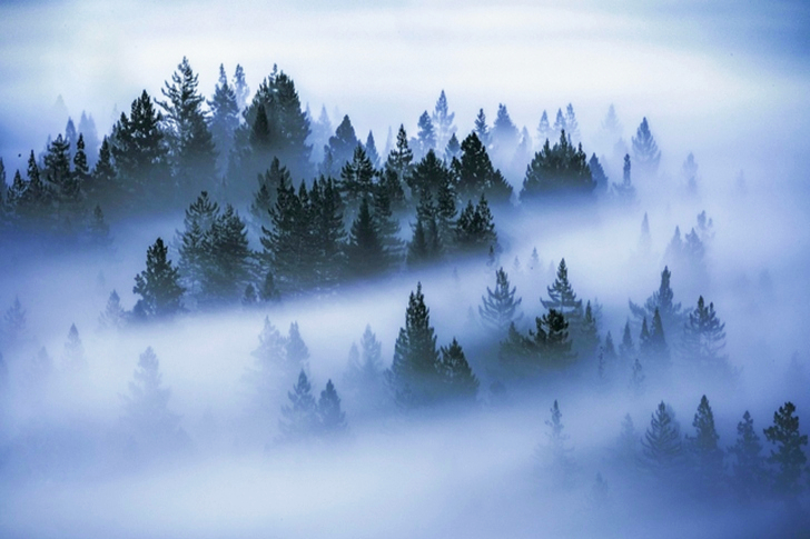 Pine Trees Covered by Fog
