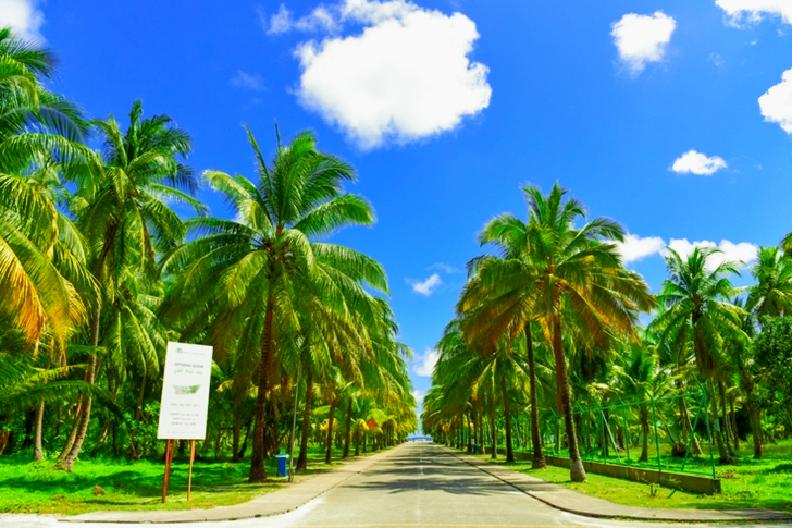 Gray Concrete Road Between Palm Trees