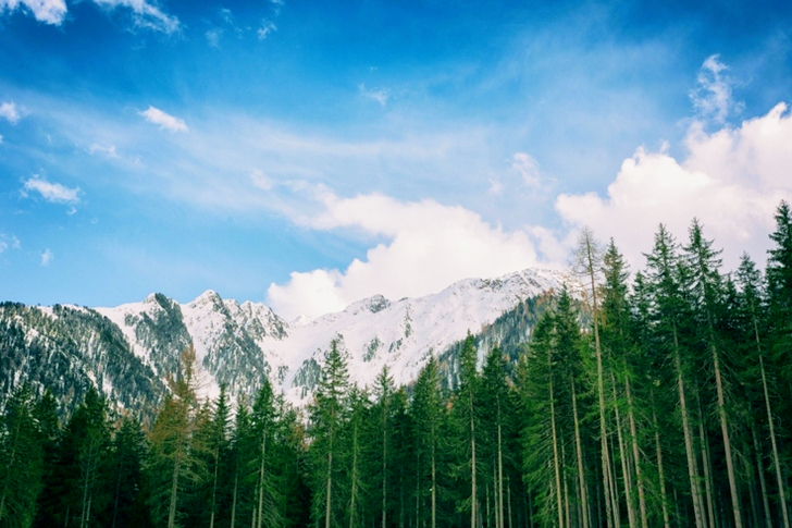 Green Leafed Trees With Snowy Mountain Background