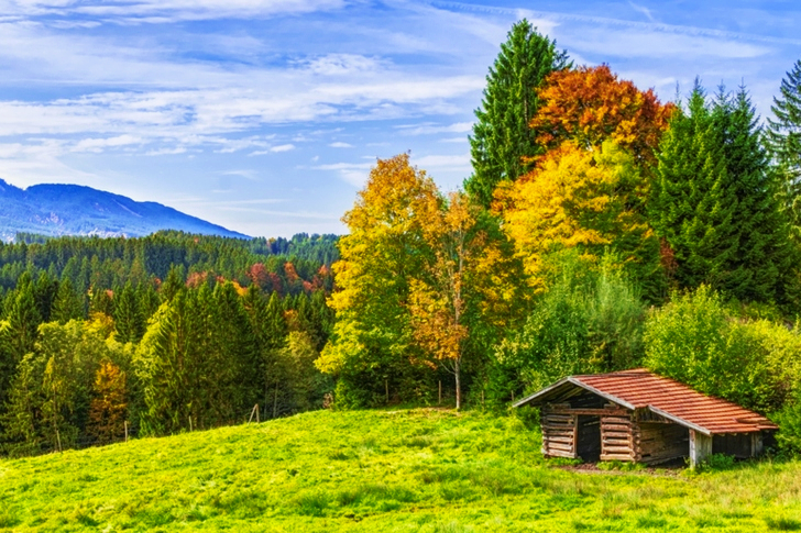 Brown Wooden Cottage Near Forest