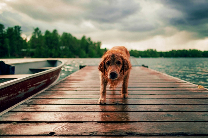 Long-coated Brown Dog on Wooden Dock