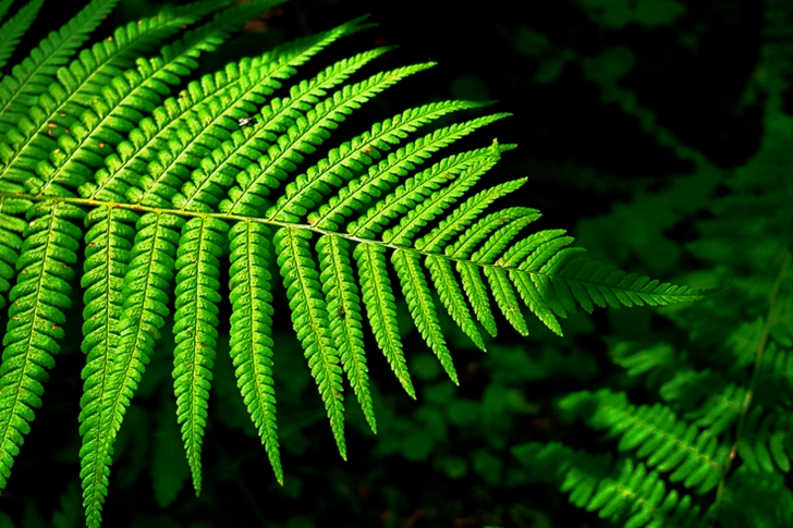 Green Ferns