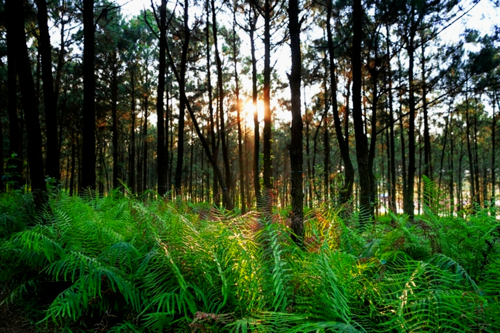 Green Ferns in Forest Floor