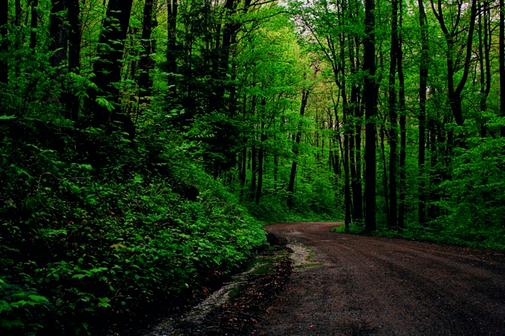 Green Leafed Trees Beside Road