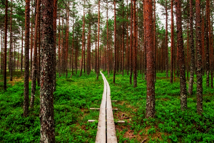 View of Wooden Pathway Inside Forest