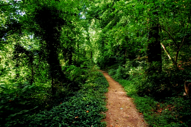Unpaved Pathway Between Green Trees and Plants