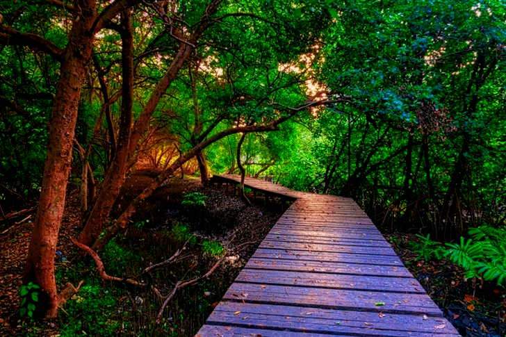 Wooden Pathway Between Green Trees